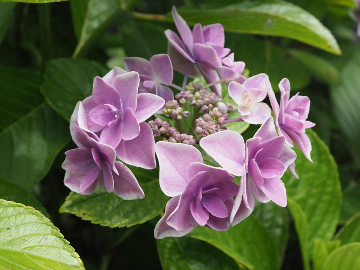 庭の紫陽花_c0116915_23400456.jpg