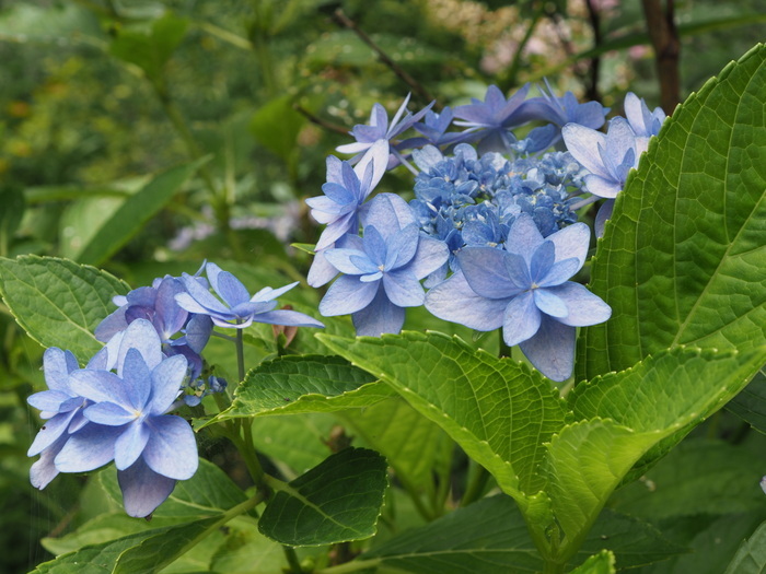 庭の紫陽花_c0116915_23410220.jpg