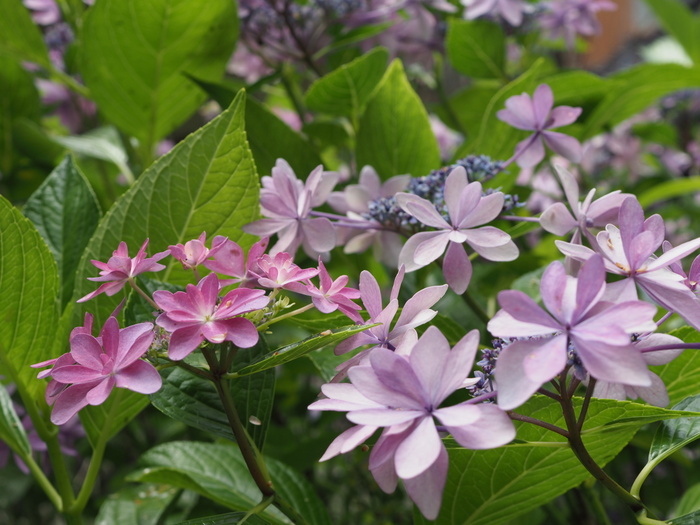 庭の紫陽花_c0116915_23412293.jpg