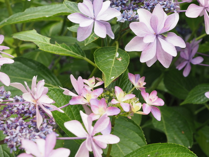 庭の紫陽花_c0116915_23413365.jpg