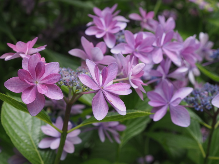 庭の紫陽花_c0116915_23415315.jpg