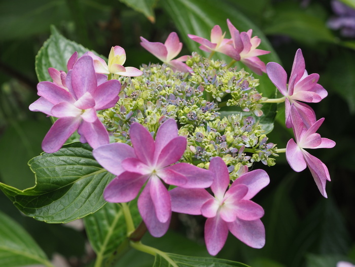 庭の紫陽花_c0116915_23420661.jpg