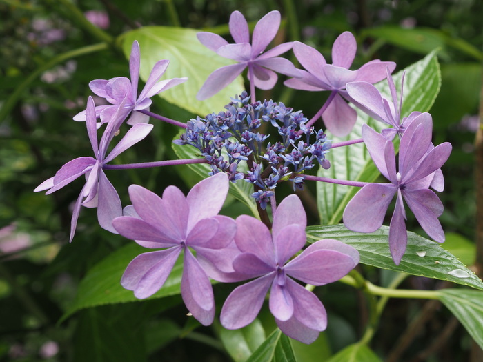 庭の紫陽花_c0116915_23422100.jpg