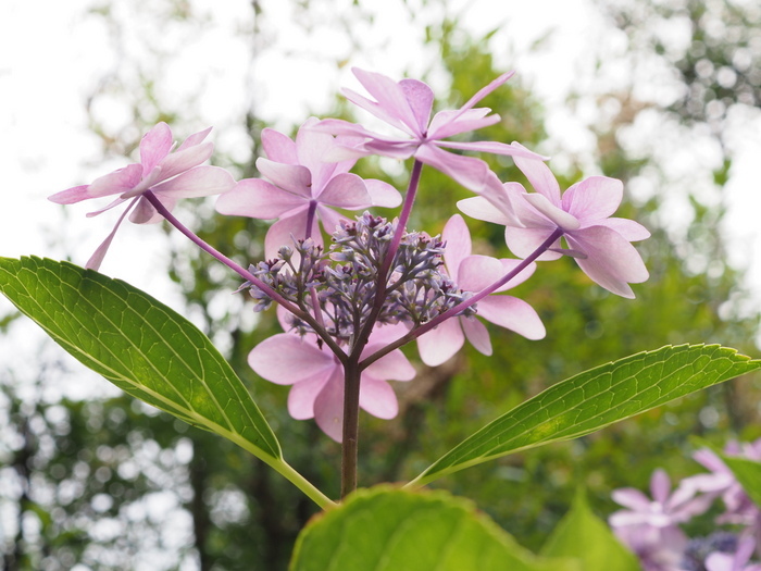 庭の紫陽花_c0116915_23423312.jpg