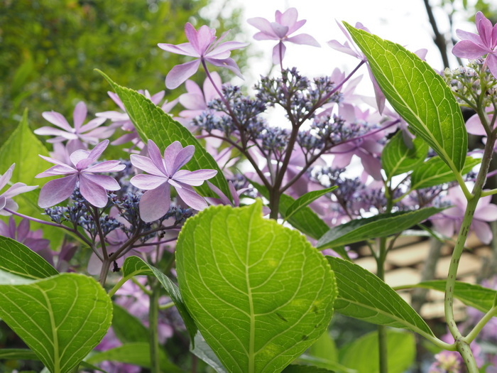 庭の紫陽花_c0116915_23424276.jpg