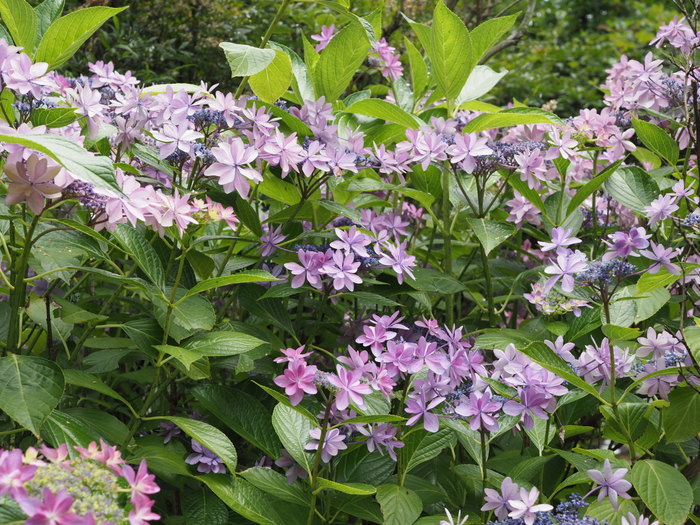 庭の紫陽花_c0116915_23425347.jpg