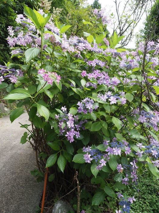 庭の紫陽花_c0116915_23434037.jpg