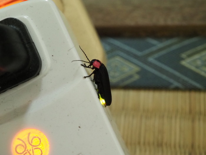 ゲンジボタル_c0116915_23472716.jpg