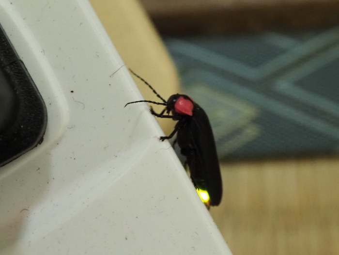 ゲンジボタル_c0116915_23473536.jpg