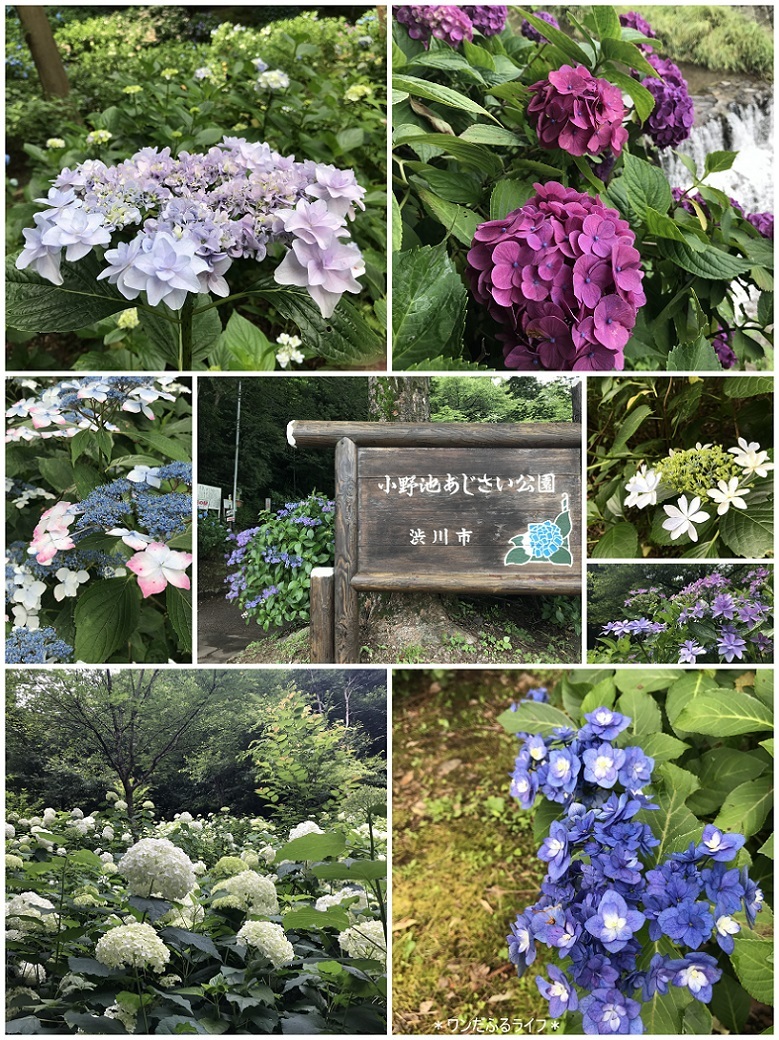 * 水無月と言ったらアジサイよね *_d0317115_20345307.jpg