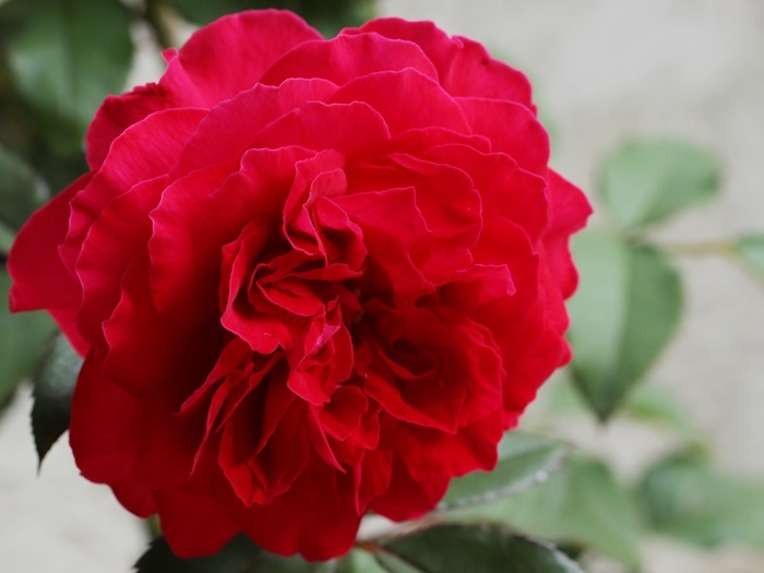 真っ赤な薔薇が咲いた！　朝顔「天上の蒼」植え付ける　小さな虫の色彩　2021/6/28_d0129921_23504199.jpg