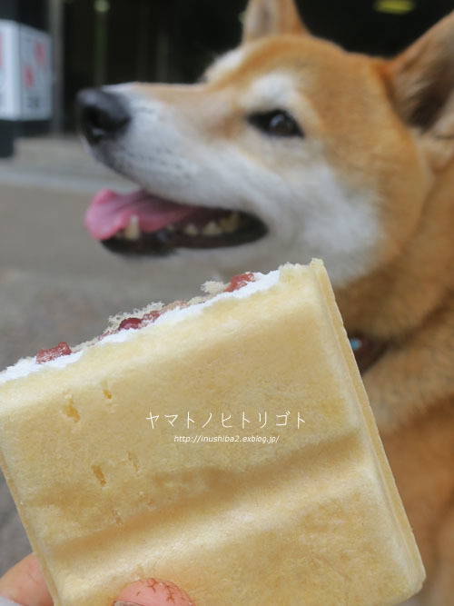 コアラと_e0394031_06152259.jpg