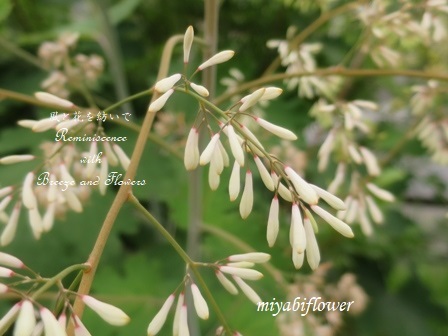 初めて見る花びらのない花 葉っぱはよく知っていたけれど 風と花を紡いで