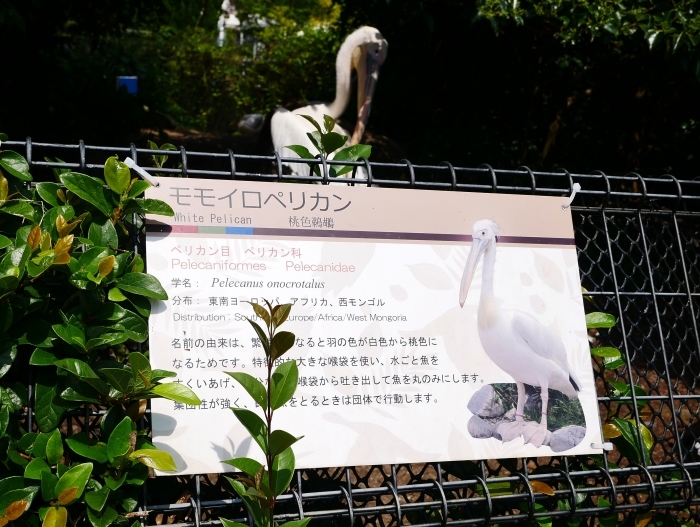 　　アドベンチャーワールド　モモイロペリカン　　２０２１-０７-０２　００：００_b0093754_22422573.jpg