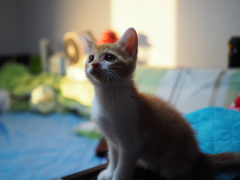 【保護子猫”みちくん”成長記 5週め】ちょっとオトナに。少しだけ自由に。_b0008655_11183528.jpg