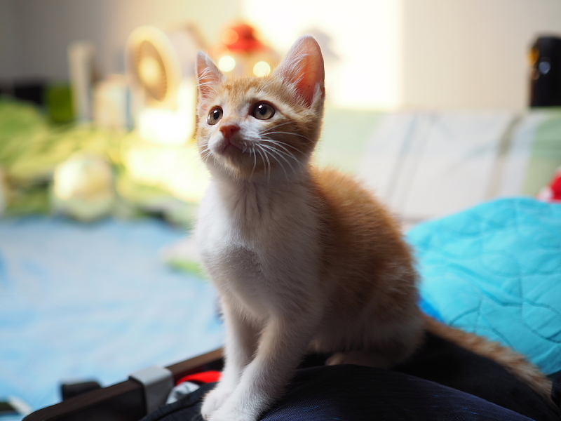 【保護子猫”みちくん”成長記 5週め】ちょっとオトナに。少しだけ自由に。_b0008655_11190141.jpg