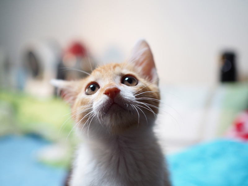 【保護子猫”みちくん”成長記 5週め】ちょっとオトナに。少しだけ自由に。_b0008655_11192689.jpg