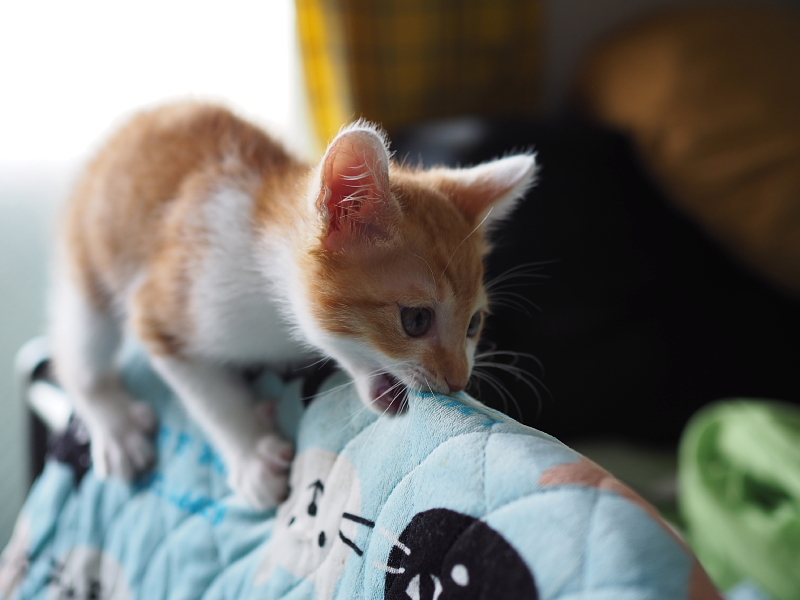 【保護子猫”みちくん”成長記 5週め】ちょっとオトナに。少しだけ自由に。_b0008655_11210717.jpg