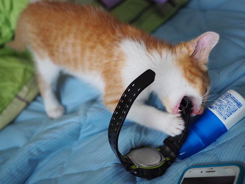 【保護子猫”みちくん”成長記 5週め】ちょっとオトナに。少しだけ自由に。_b0008655_11212961.jpg