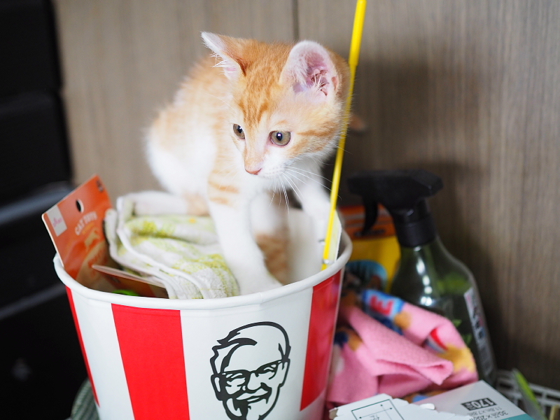 【保護子猫”みちくん”成長記 5週め】ちょっとオトナに。少しだけ自由に。_b0008655_11220516.jpg