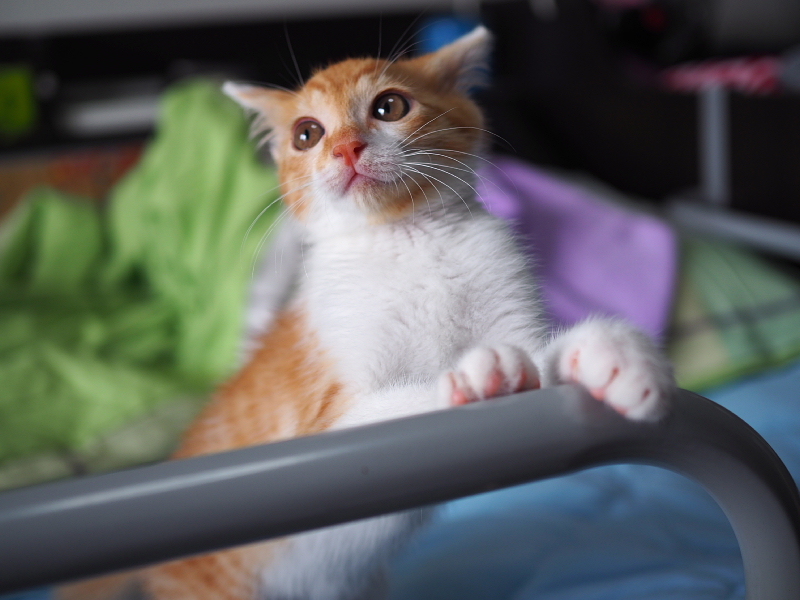 【保護子猫”みちくん”成長記 5週め】ちょっとオトナに。少しだけ自由に。_b0008655_11222997.jpg