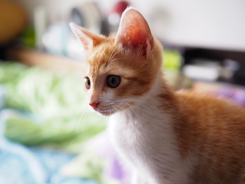 【保護子猫”みちくん”成長記 5週め】ちょっとオトナに。少しだけ自由に。_b0008655_11245192.jpg