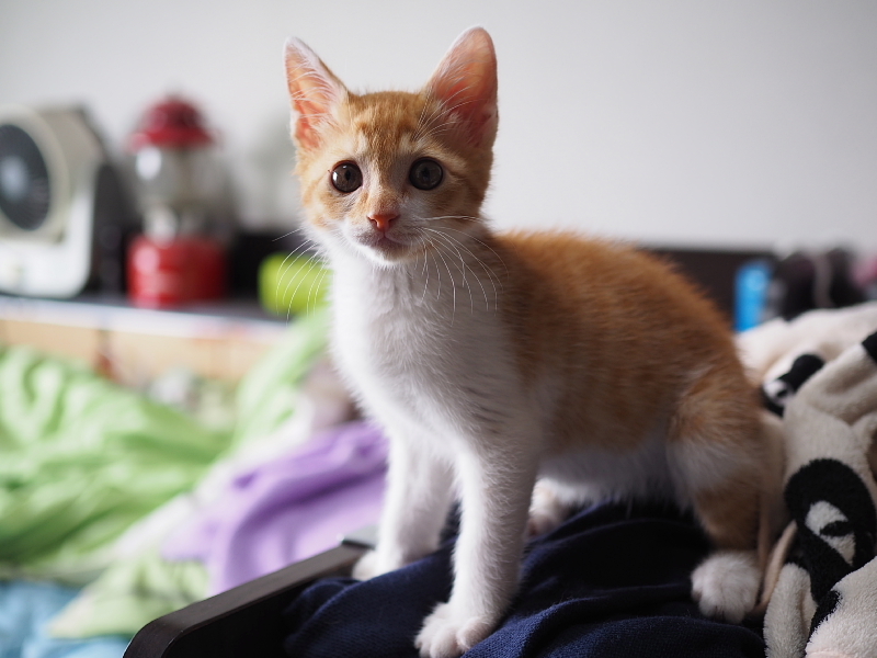 【保護子猫”みちくん”成長記 5週め】ちょっとオトナに。少しだけ自由に。_b0008655_11250372.jpg