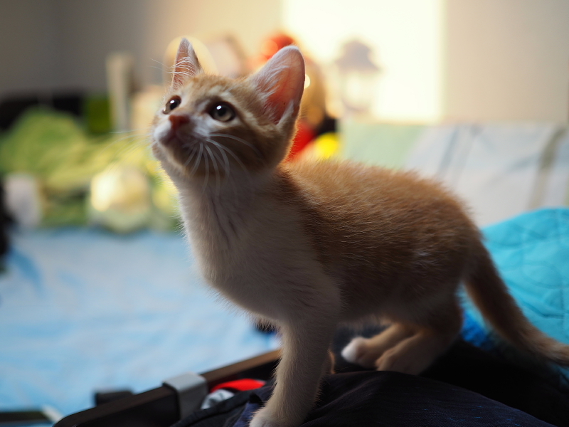 【保護子猫”みちくん”成長記 5週め】ちょっとオトナに。少しだけ自由に。_b0008655_11262594.jpg