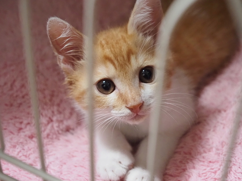 【保護子猫”みちくん”成長記 5週め】ちょっとオトナに。少しだけ自由に。_b0008655_11280385.jpg