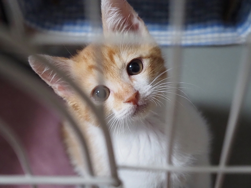 【保護子猫”みちくん”成長記 5週め】ちょっとオトナに。少しだけ自由に。_b0008655_11281400.jpg