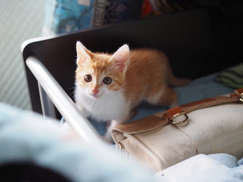 【保護子猫”みちくん”成長記 5週め】ちょっとオトナに。少しだけ自由に。_b0008655_11284957.jpg