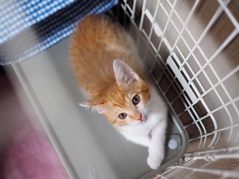 【保護子猫”みちくん”成長記 5週め】ちょっとオトナに。少しだけ自由に。_b0008655_11294559.jpg