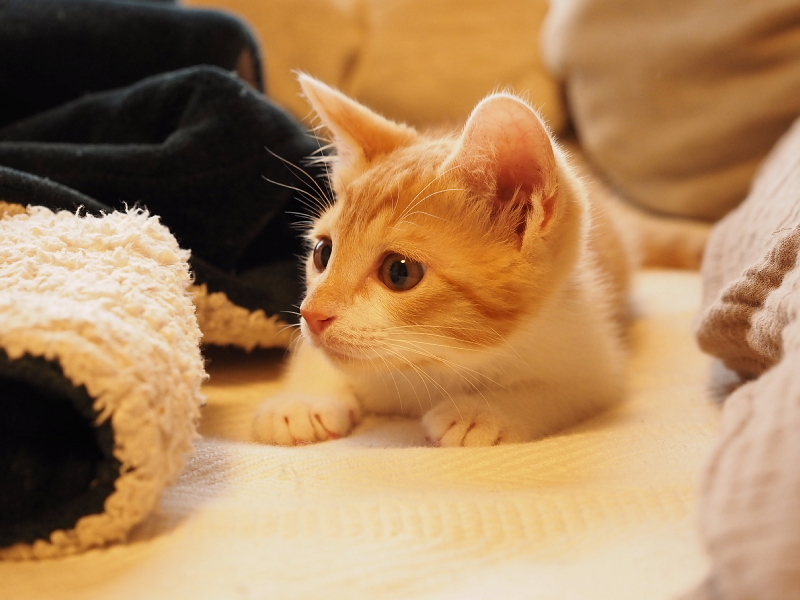 【保護子猫”みちくん”成長記 5週め】ちょっとオトナに。少しだけ自由に。_b0008655_11320691.jpg