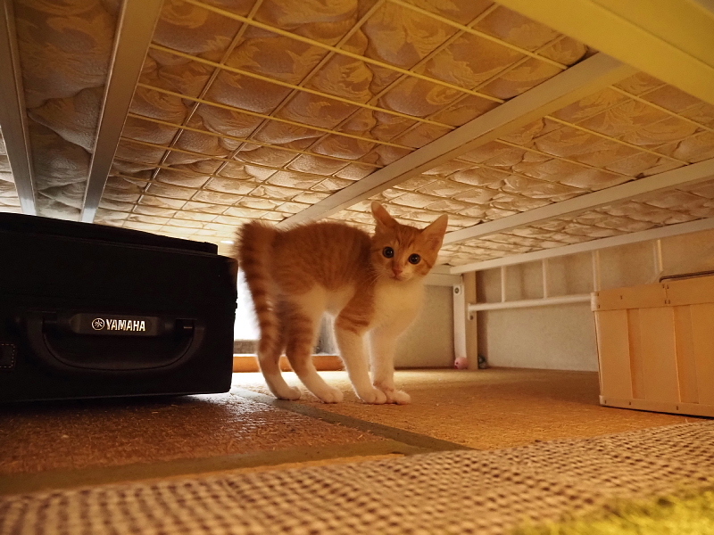 【保護子猫”みちくん”成長記 5週め】ちょっとオトナに。少しだけ自由に。_b0008655_11331665.jpg