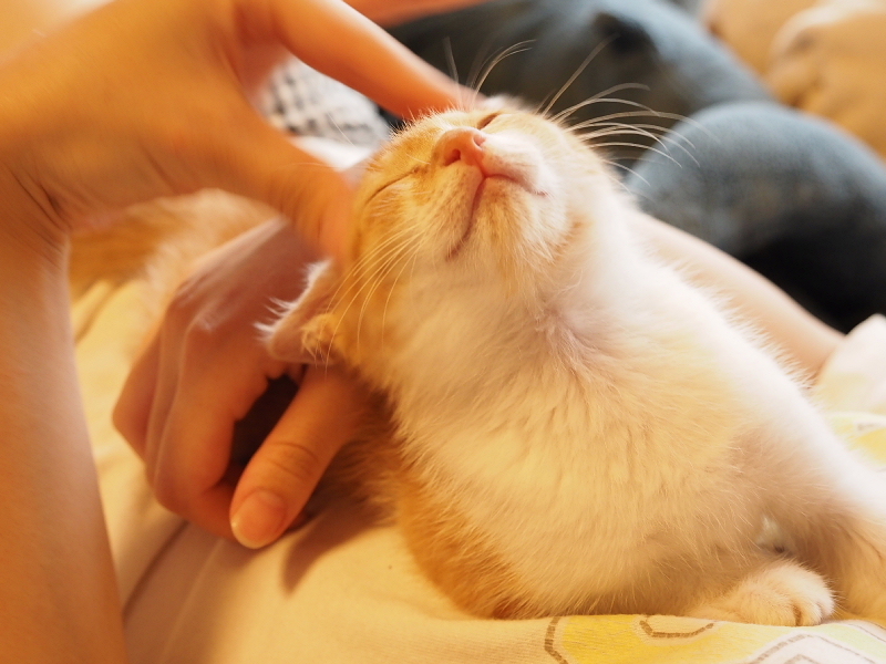 【保護子猫”みちくん”成長記 5週め】ちょっとオトナに。少しだけ自由に。_b0008655_11340102.jpg