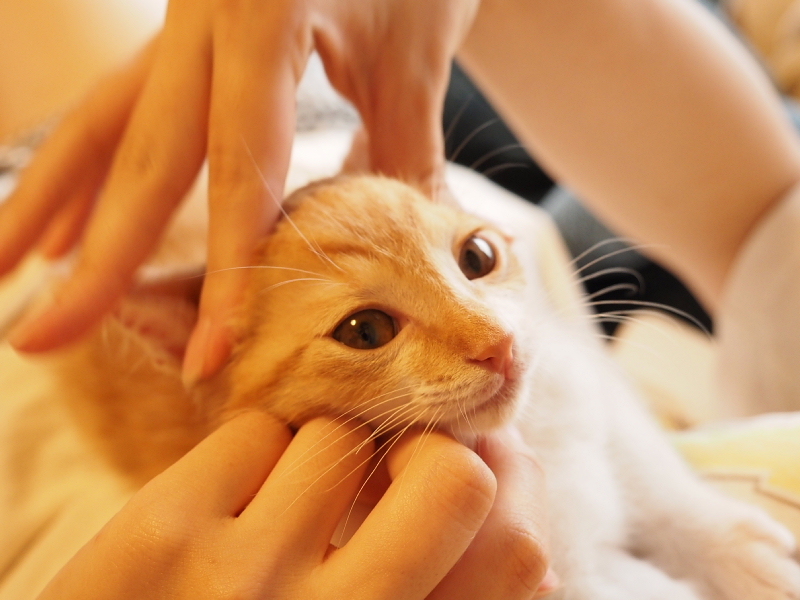 【保護子猫”みちくん”成長記 5週め】ちょっとオトナに。少しだけ自由に。_b0008655_11343391.jpg