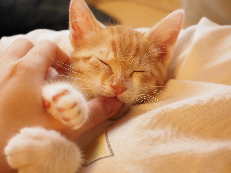 【保護子猫”みちくん”成長記 5週め】ちょっとオトナに。少しだけ自由に。_b0008655_11352014.jpg