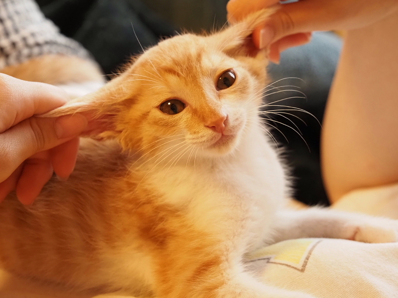 【保護子猫”みちくん”成長記 5週め】ちょっとオトナに。少しだけ自由に。_b0008655_11355197.jpg