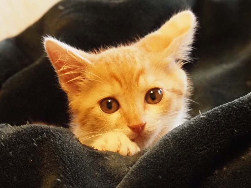 【保護子猫”みちくん”成長記 5週め】ちょっとオトナに。少しだけ自由に。_b0008655_11495075.jpg
