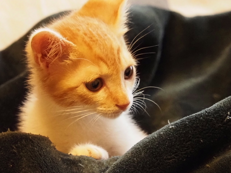 【保護子猫”みちくん”成長記 5週め】ちょっとオトナに。少しだけ自由に。_b0008655_11504722.jpg