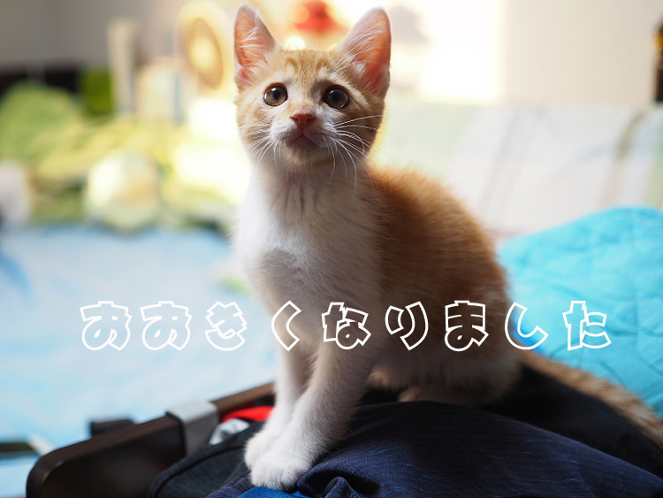 【保護子猫”みちくん”成長記 5週め】ちょっとオトナに。少しだけ自由に。_b0008655_14252552.jpg