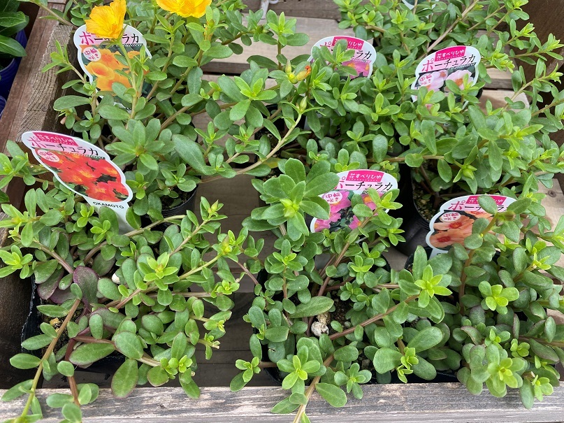 花苗入荷情報【’210628】_a0201358_15542607.jpg
