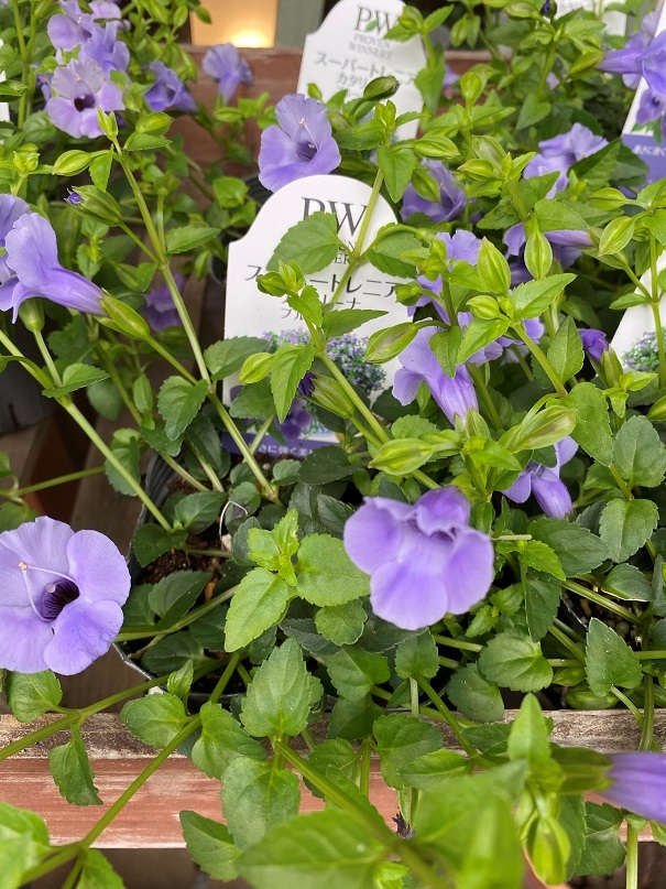 花苗入荷情報【’210628】_a0201358_16014302.jpg