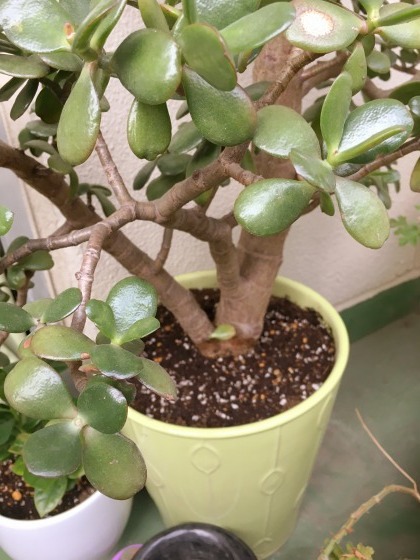 鉢植えの植え替えと水仙の球根掘り上げ 某の雑記帳 鉢植えの植え替えと水仙の球根掘り上げ 某の雑記帳