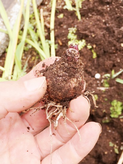 鉢植えの植え替えと水仙の球根掘り上げ 某の雑記帳