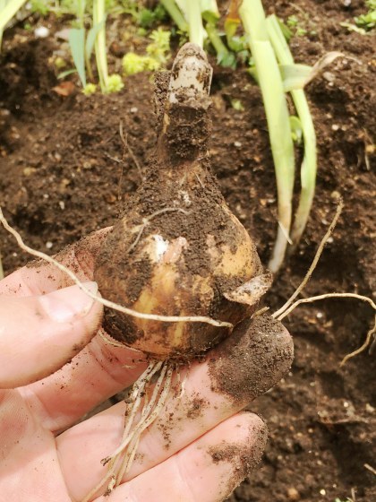鉢植えの植え替えと水仙の球根掘り上げ 某の雑記帳