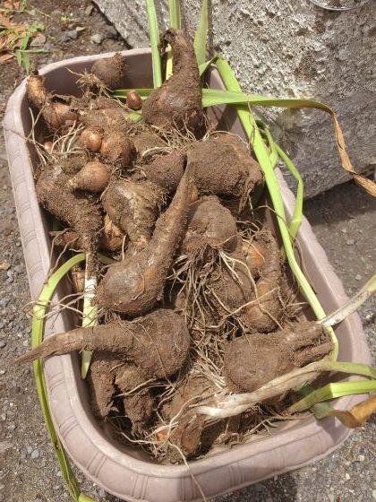 鉢植えの植え替えと水仙の球根掘り上げ 某の雑記帳