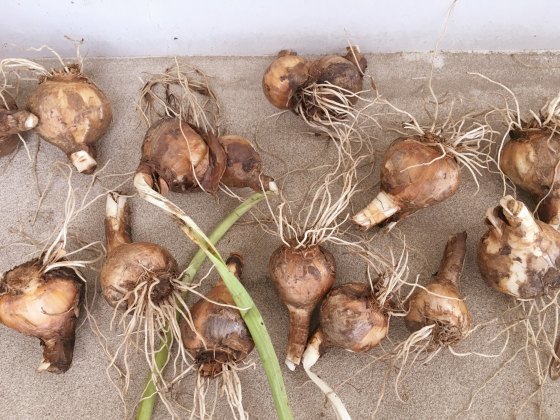 鉢植えの植え替えと水仙の球根掘り上げ 某の雑記帳