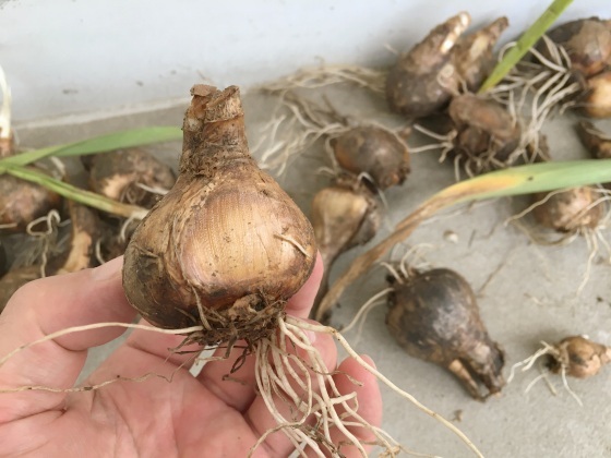 鉢植えの植え替えと水仙の球根掘り上げ 某の雑記帳