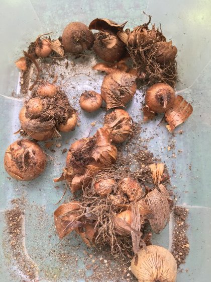 鉢植えの植え替えと水仙の球根掘り上げ 某の雑記帳 鉢植えの植え替えと水仙の球根掘り上げ 某の雑記帳